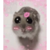 Hamster 14