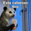 🧿 Tlacuache/ zariguella🦡 13