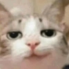 Pack of cats 5