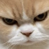 Gatinhos 5