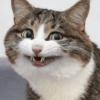 Gatos🐱 7