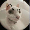 Dilo con gatos 9
