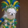 White tired dog 9