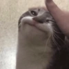 Love cats 15