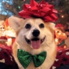 Animais de Natal 2🎄 6