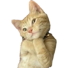 MEME KUCING 11
