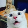 GATINHOS 9