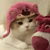 🐈Gatitos Super Cute 💛💟 11