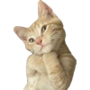 KUCING REACTION  8