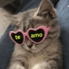 Gatinhos Fofinhos😻 7