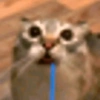 Kucing 10