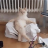 Gatos 9