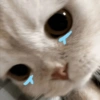 SAD CATT😿😿😭 19
