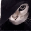 GATINHOS 5