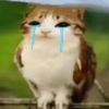 Meowl 🐱🦉 14