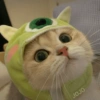 🐈Gatitos Super Cute 💛💟 25