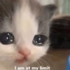 Sad cats 22