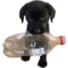 Random para whatsapp 🐶 5