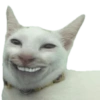Kucing Lucu 5