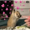 Love cats 13