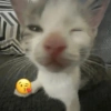 GATINHOS 11