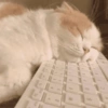 Bichinhos para o seu chat 🐱🐈🐕🐶 21