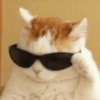 GATOS ENGRAÇADOS🤣 6