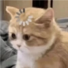 Kucing 9