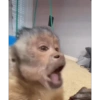 Monkys 3000 🐒 21