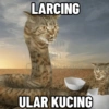 Kucing Anomali 5 12