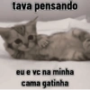 Gatos cantadas 5