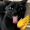 MELHORES MEMES 10