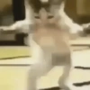 GATINHOS 11