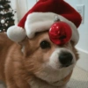 Animais de Natal 2🎄 5