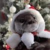 Animais de Natal 2🎄 20