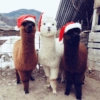 Animais de Natal 2🎄 15