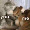 Love cats 7