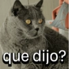 que dijo?