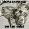 Gatos cantadas 6