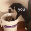 Love cats 8