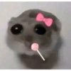 Hamster 11