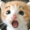 Kucing 5