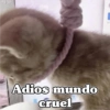 🧿 Anima tu chat😂😋 25
