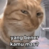 Kucing Gemoyyy 8