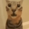 Gatitos cura depresión😻😾🙀😸 15