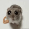 Hamster 23