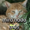 mira nada más