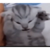 Funny cats - Pak 1 14