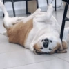 Cachorro Silveira 16