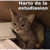 indicates that fe sits per week a will ince by pers izing Revenue 7 estudiasion Harto de la